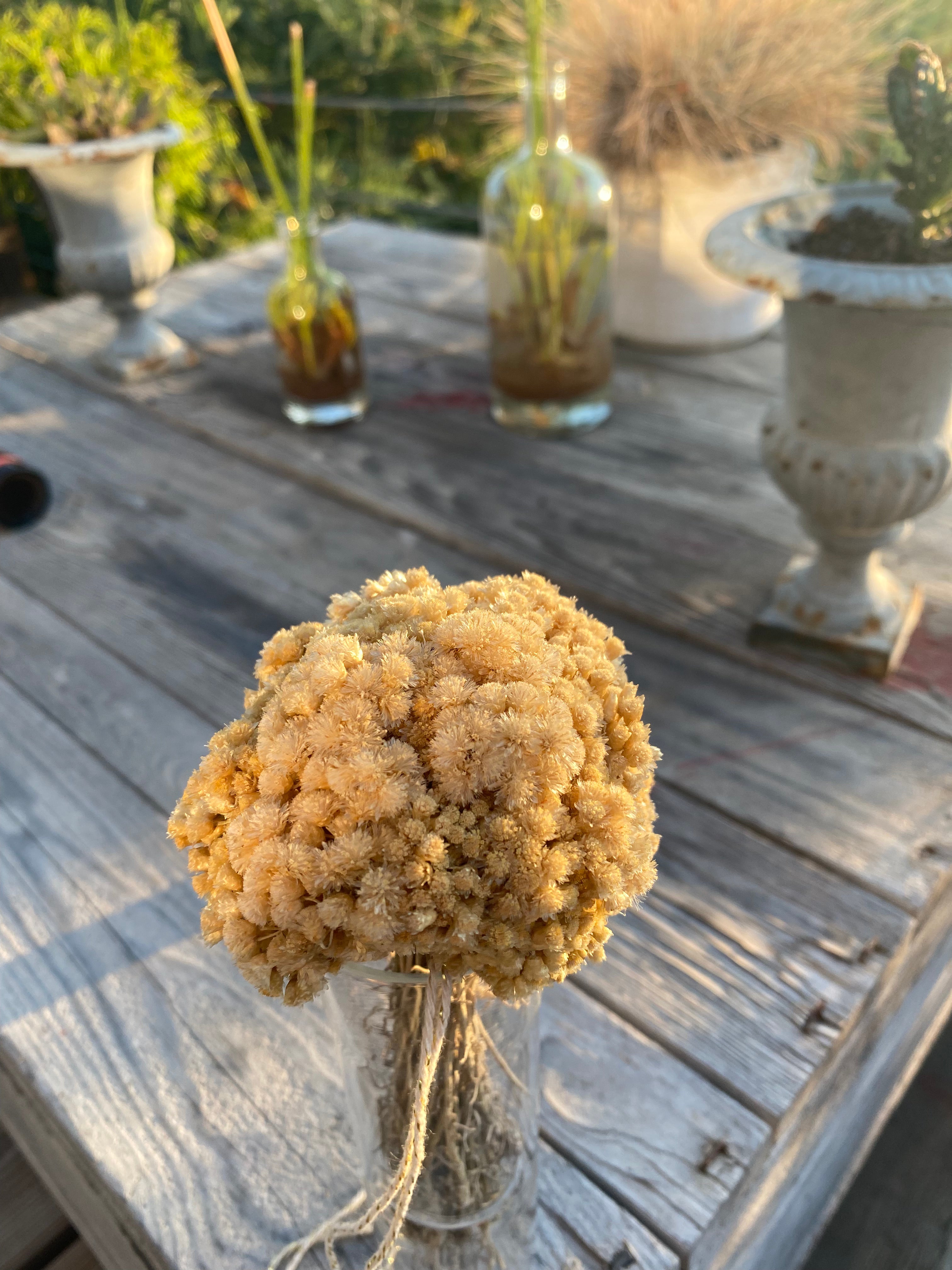 Petit BOUQUET d'IMMORTELLE du JARDIN