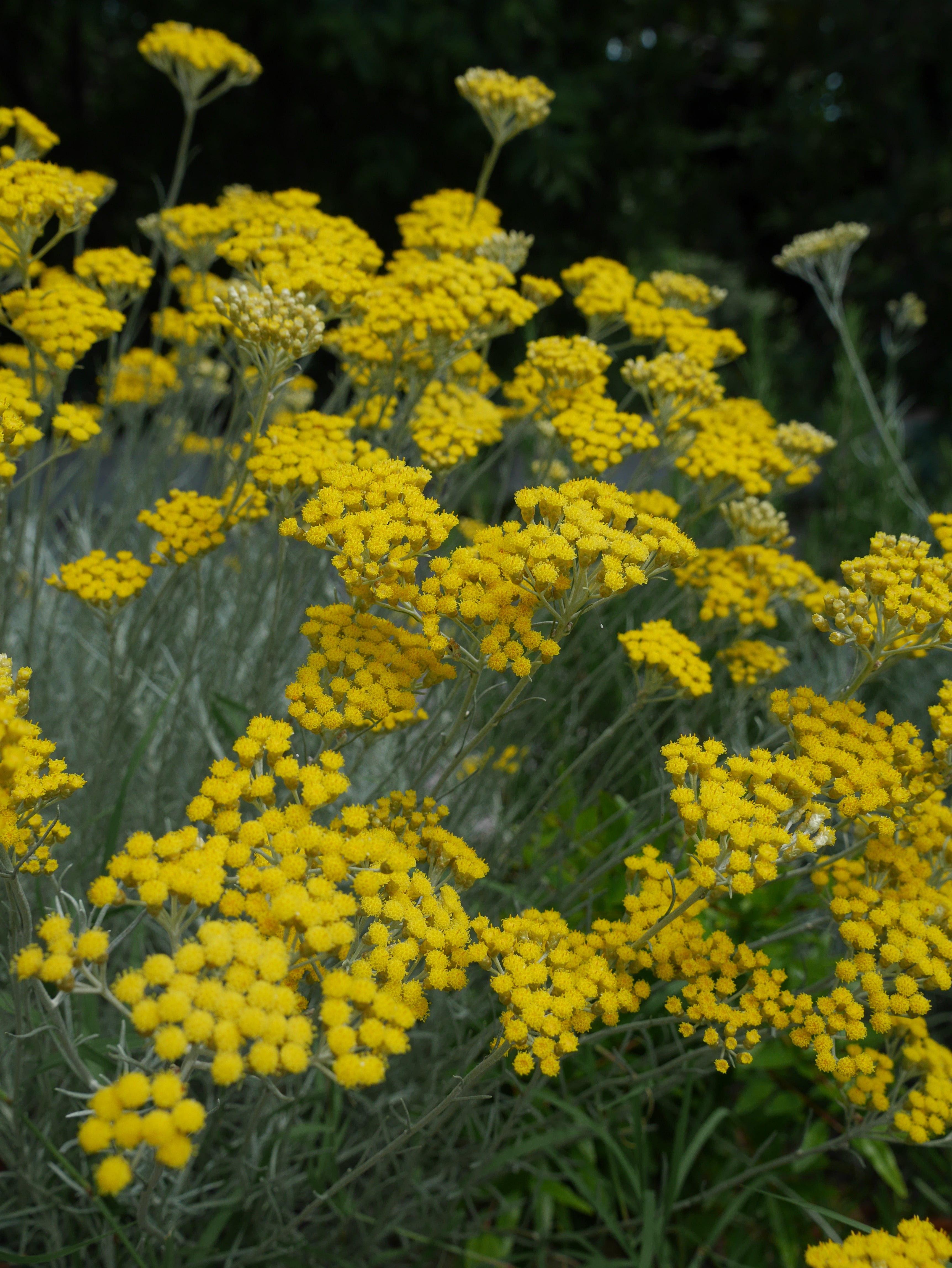 Petit BOUQUET d'IMMORTELLE du JARDIN version 2026