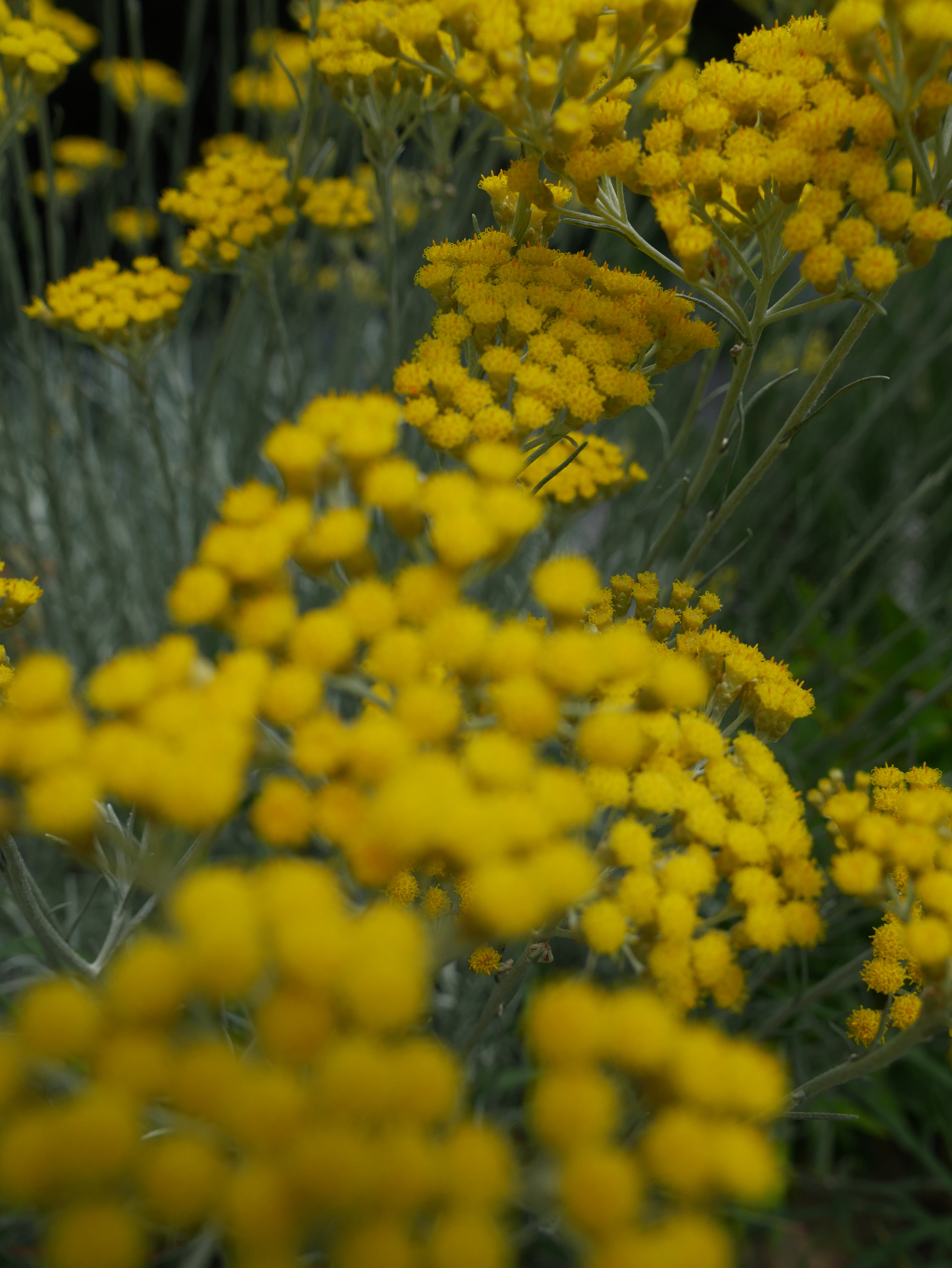 Petit BOUQUET d'IMMORTELLE du JARDIN version 2026