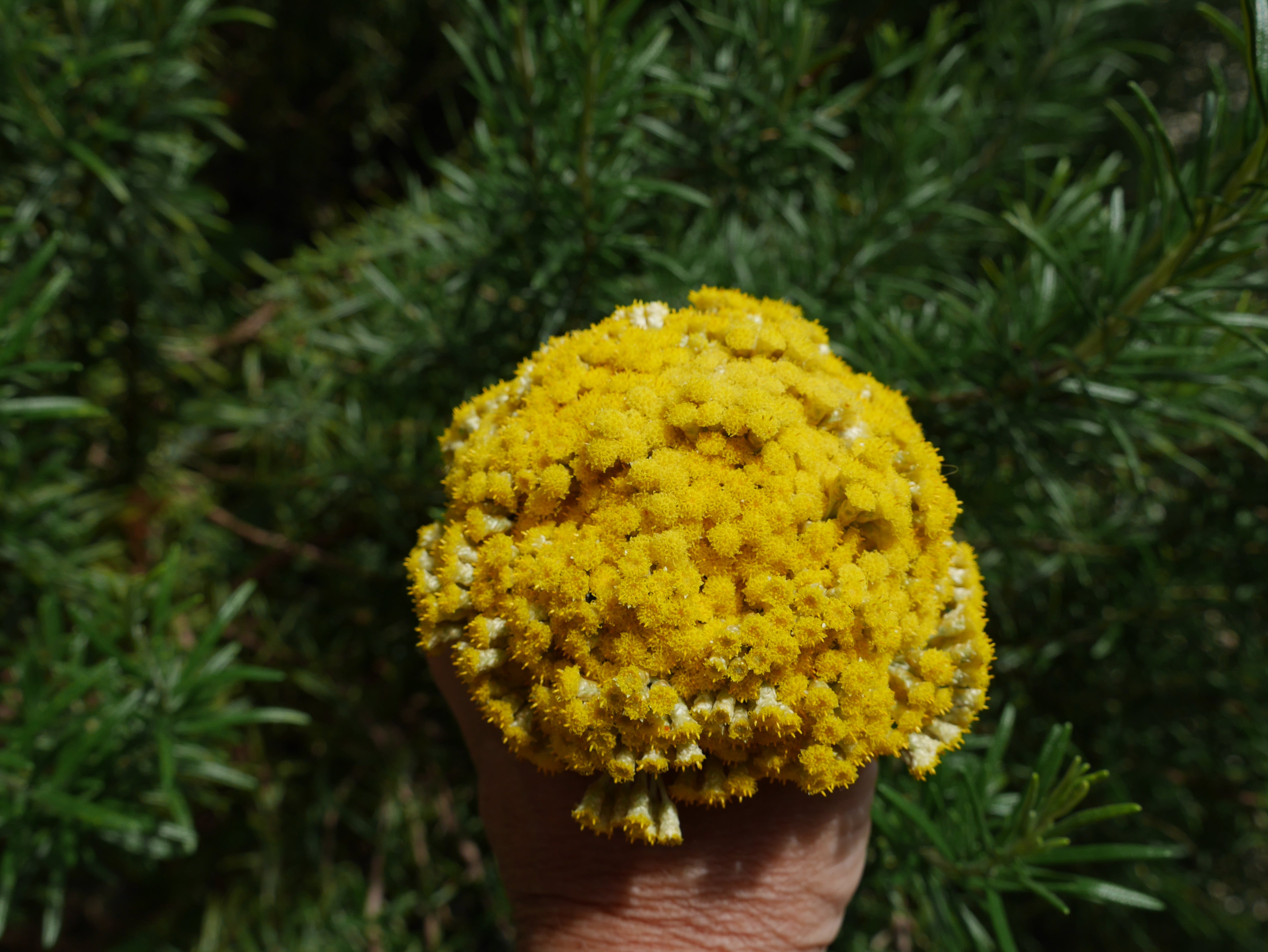 Petit BOUQUET d'IMMORTELLE du JARDIN version 2026