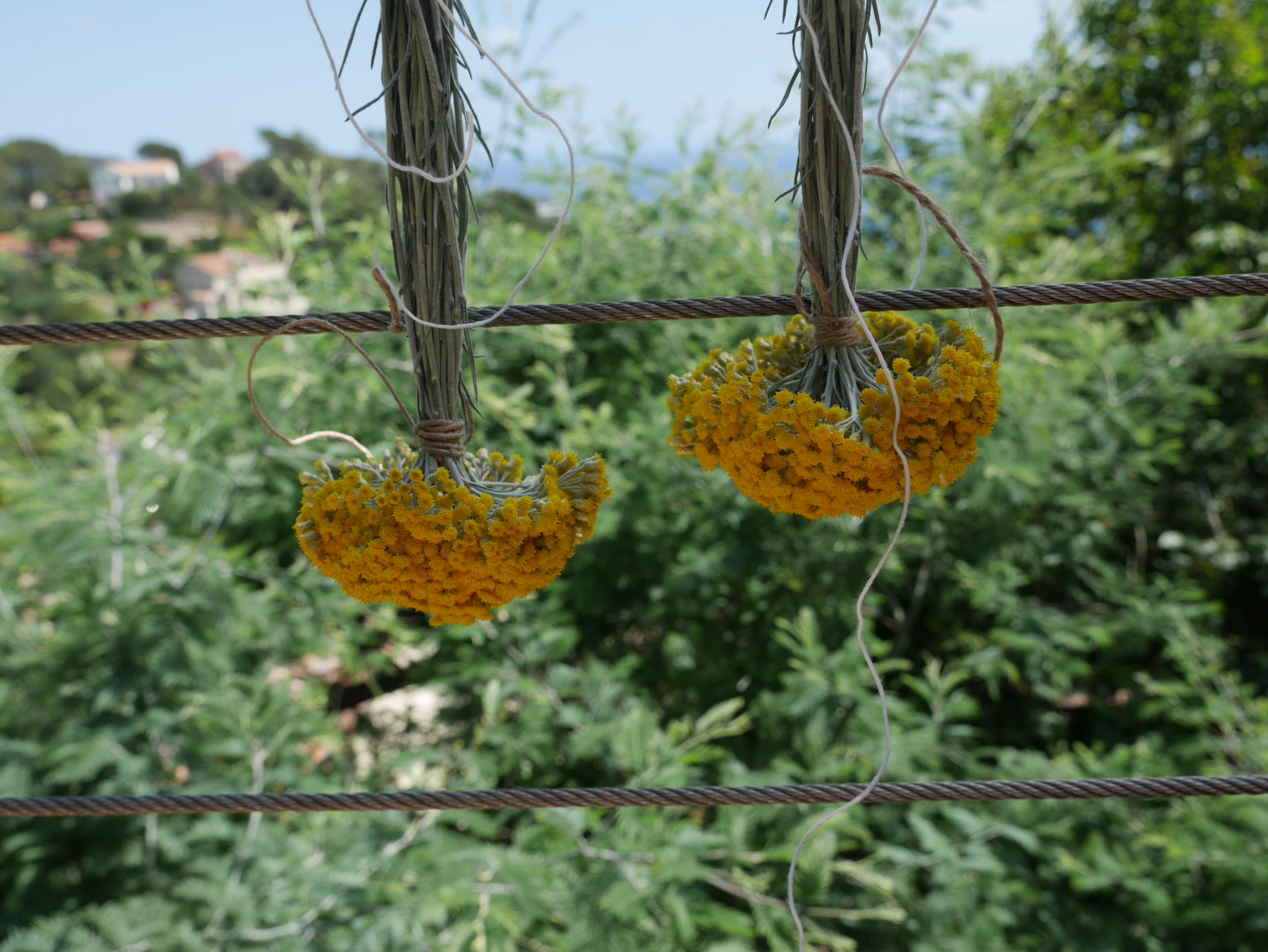 Petit BOUQUET d'IMMORTELLE du JARDIN version 2026