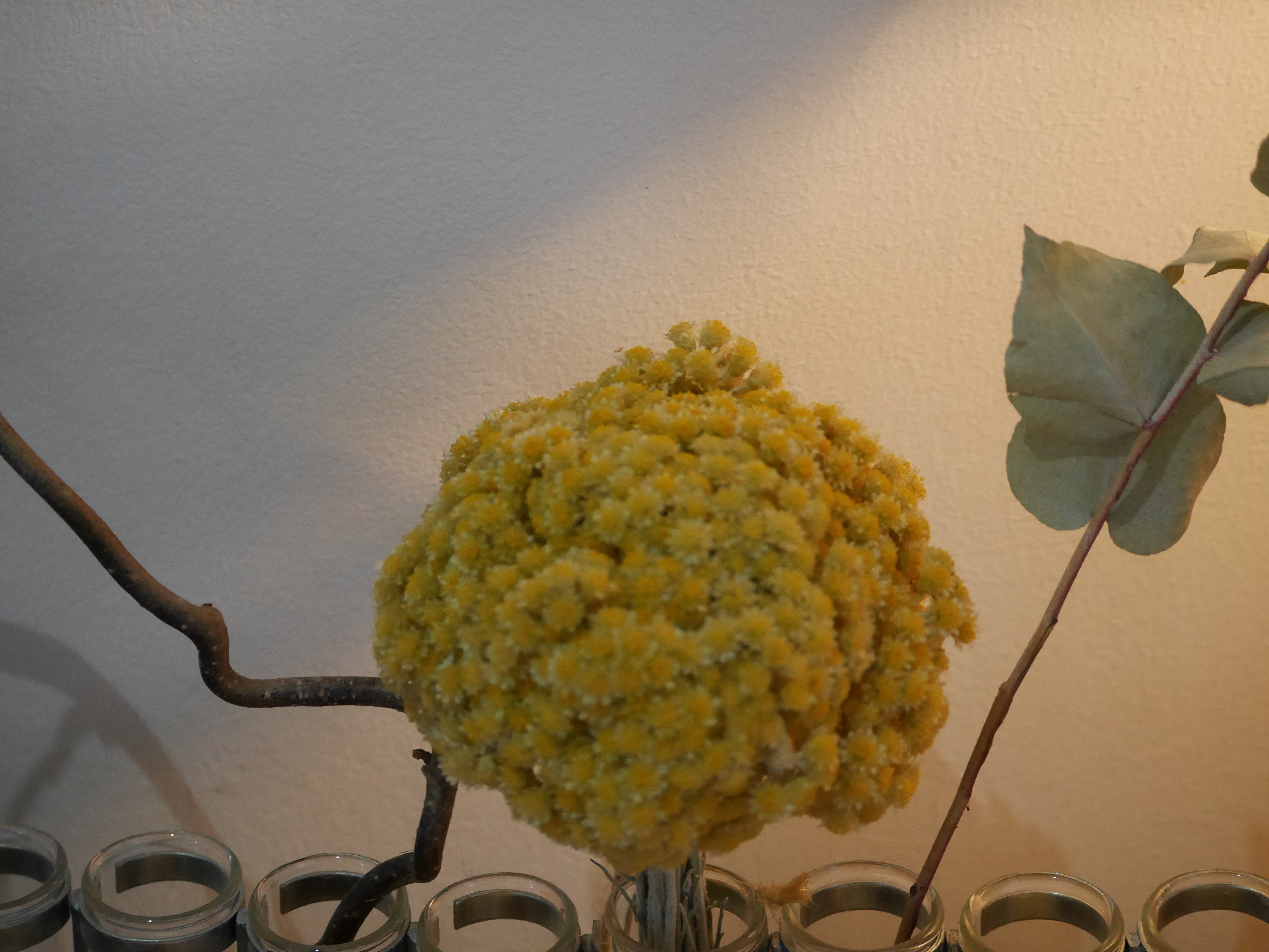 Petit BOUQUET d'IMMORTELLE du JARDIN version 2026