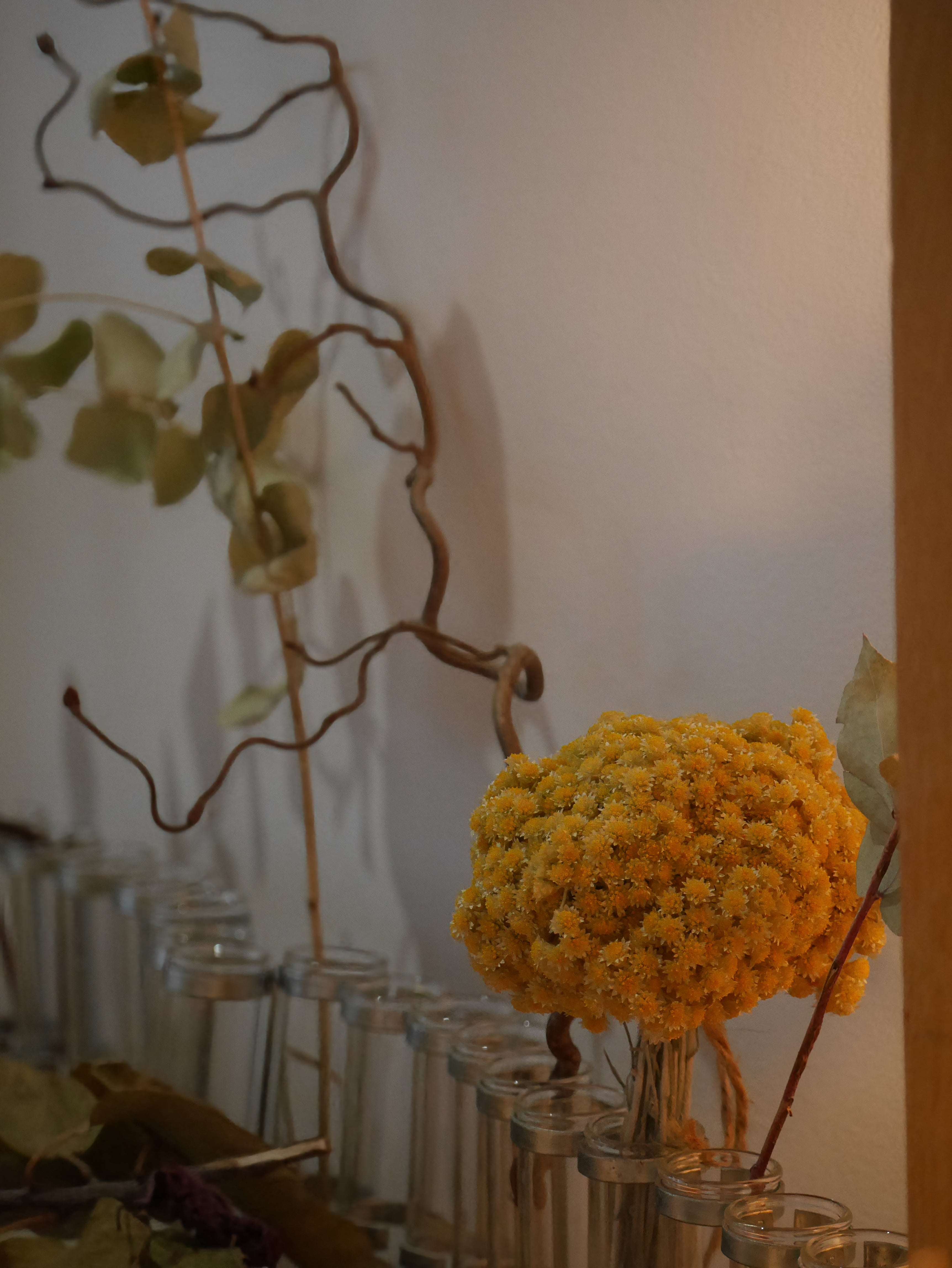 Petit BOUQUET d'IMMORTELLE du JARDIN version 2026